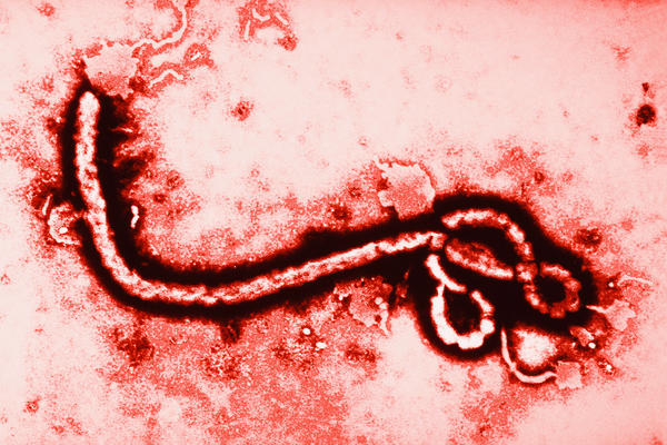Ebola_virus